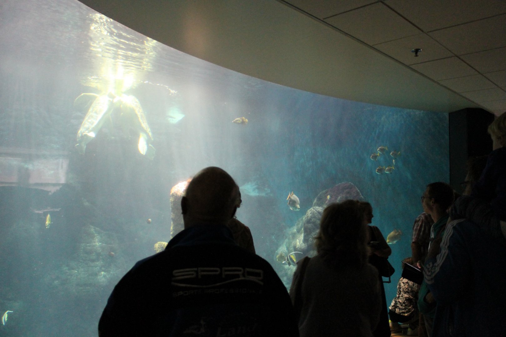 Large Aquarium