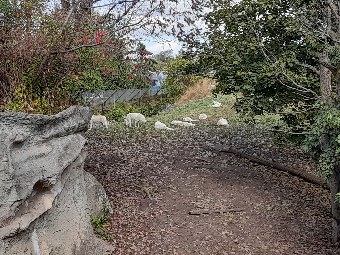 Large Arctic Wolf Pack!