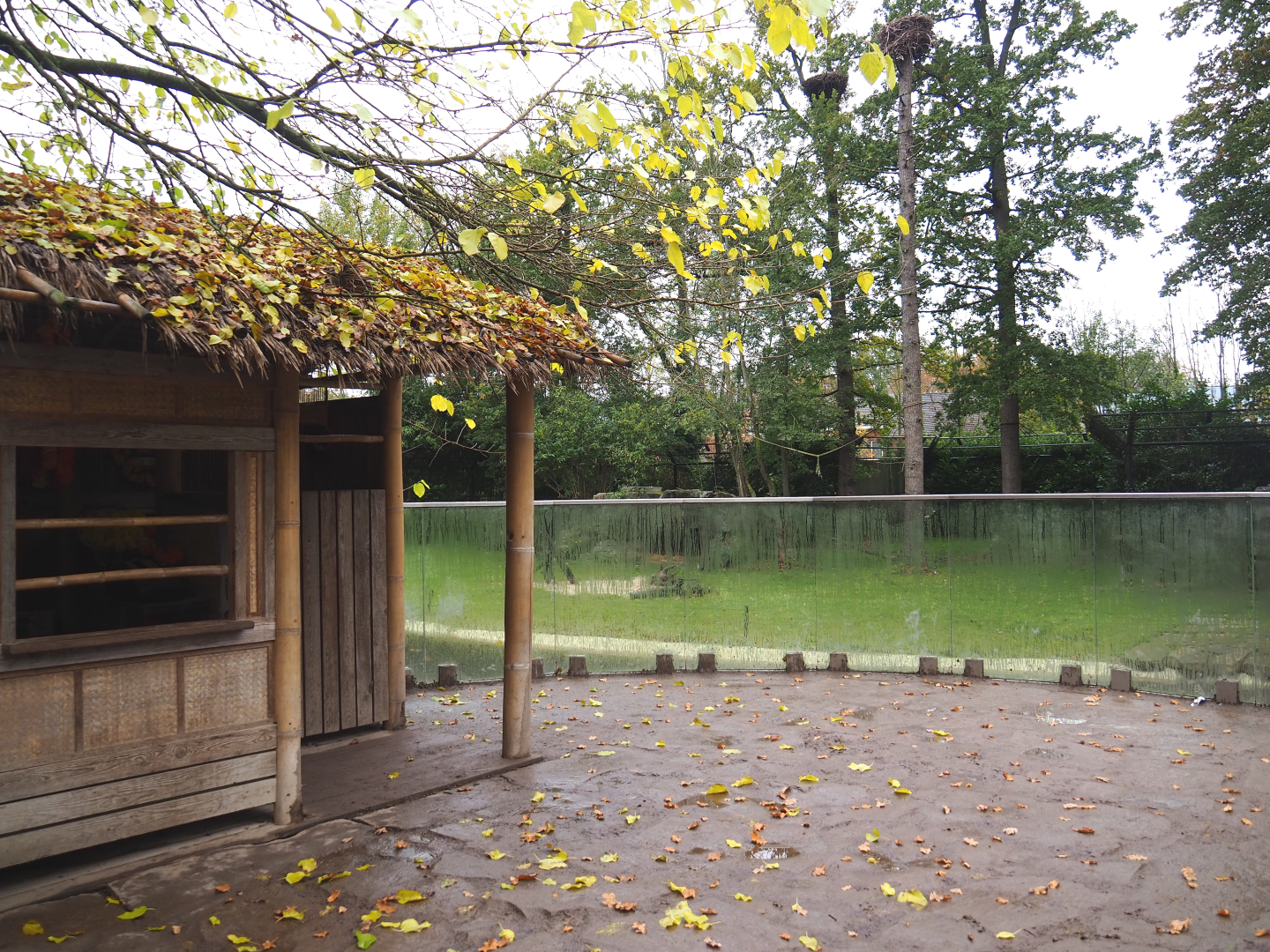 Large Asiatic lion viewing area, 2021-11-06