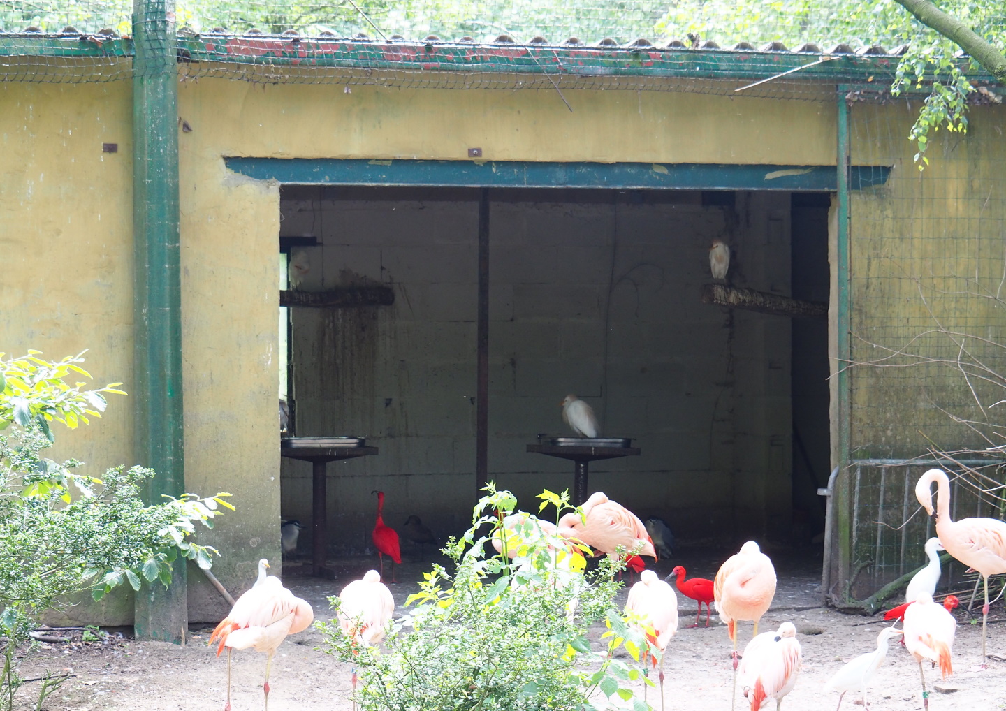 Large aviary bird barn, 2021-06-15