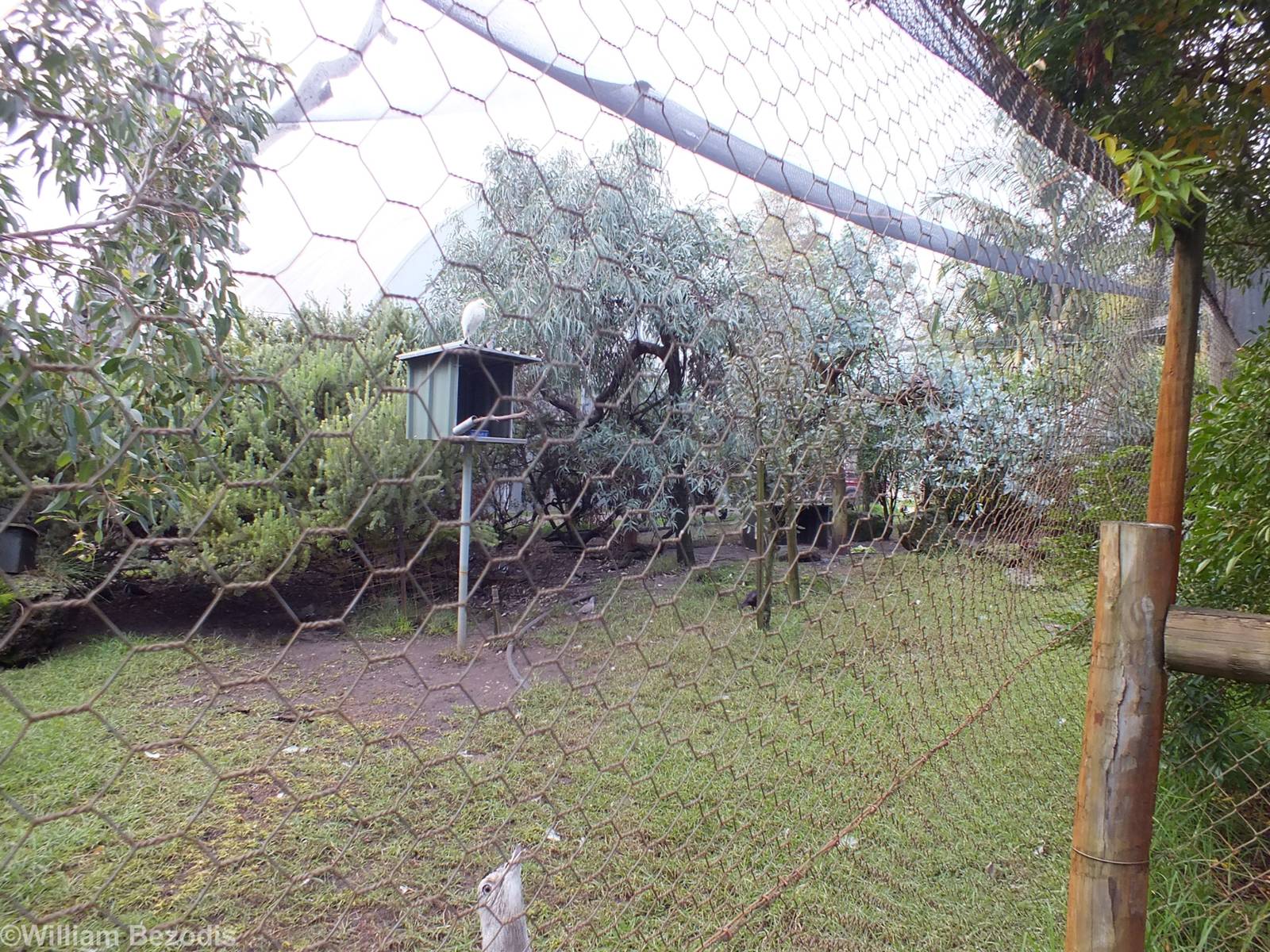 Large Aviary - Caversham Wildlife Park