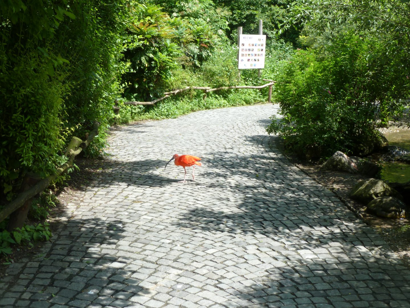 Large aviary - Central pathway - Scarlet ibis