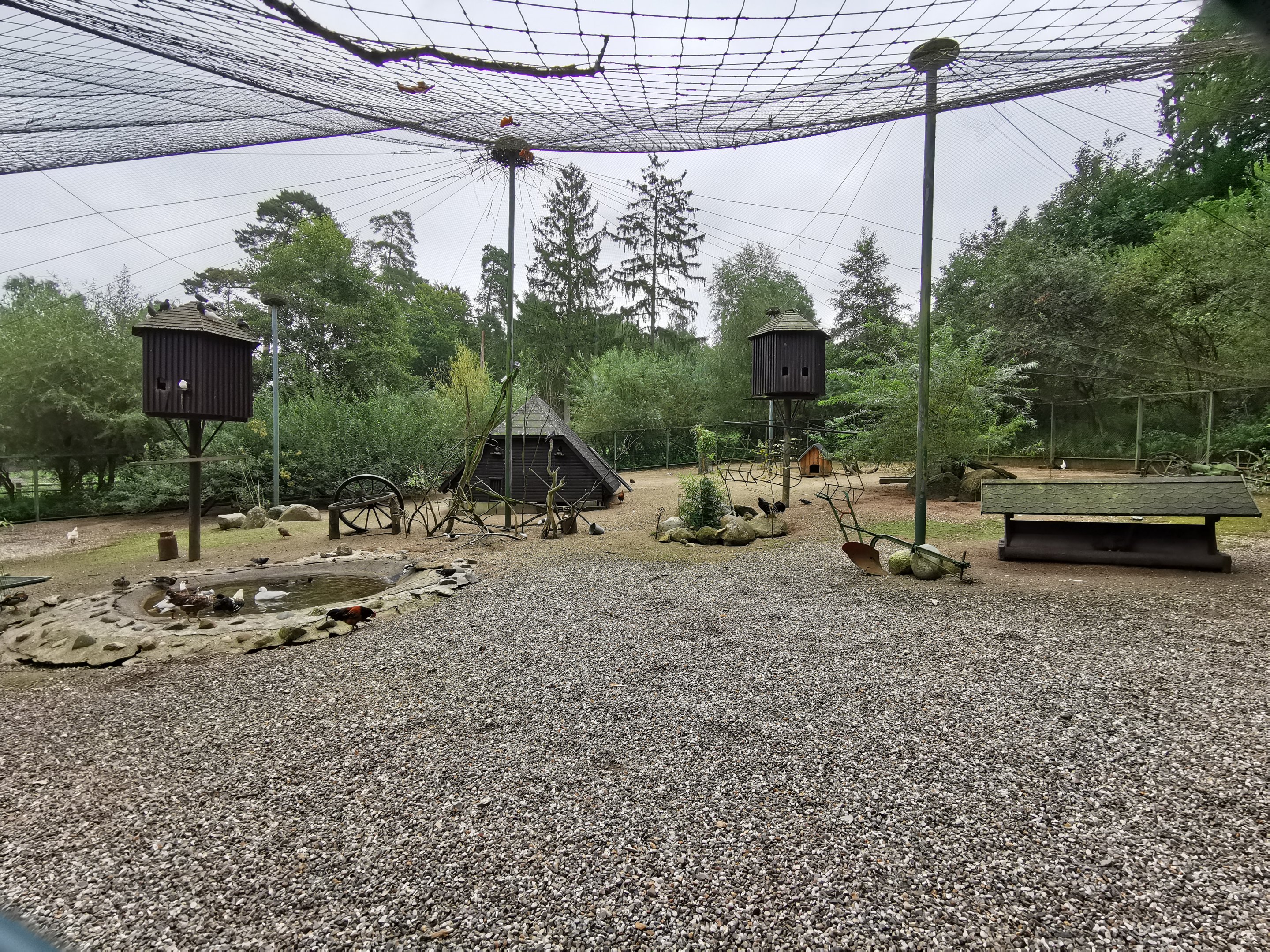 Large aviary (Chickens, ducks, pigeons and pheasants)