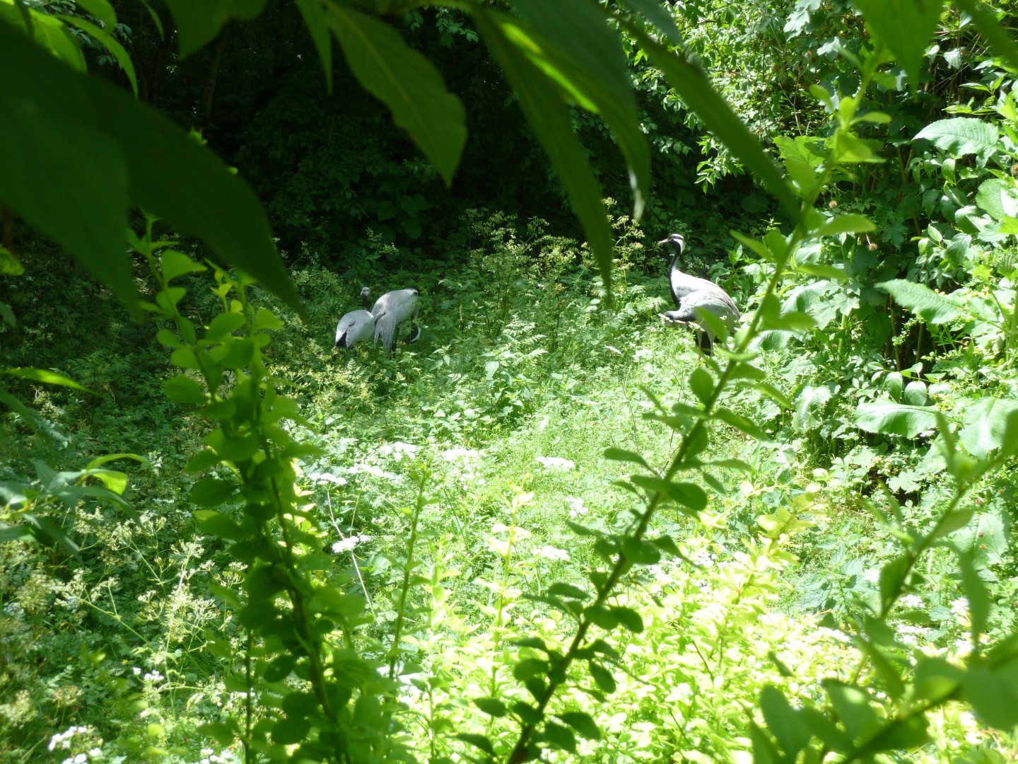 Large aviary - Demoiselle crane - Anthropoides virgo