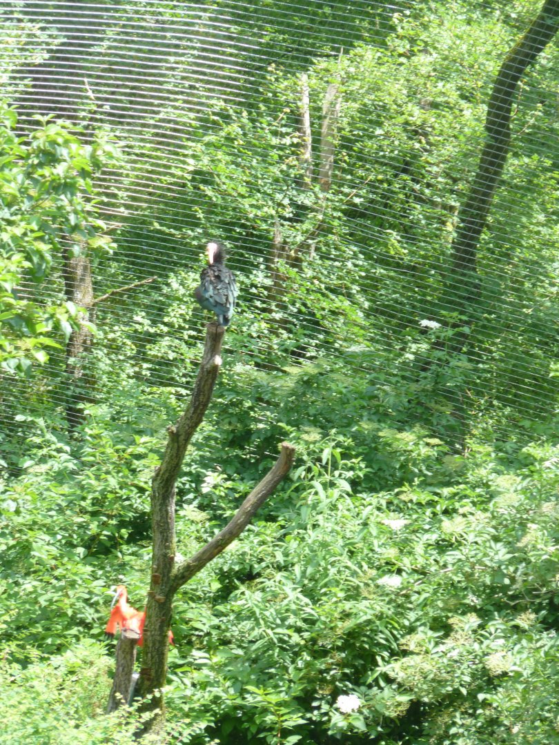 Large aviary - General view