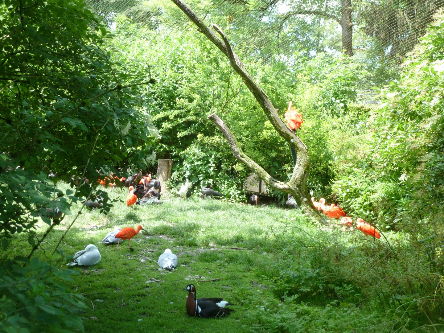 Large aviary - General view