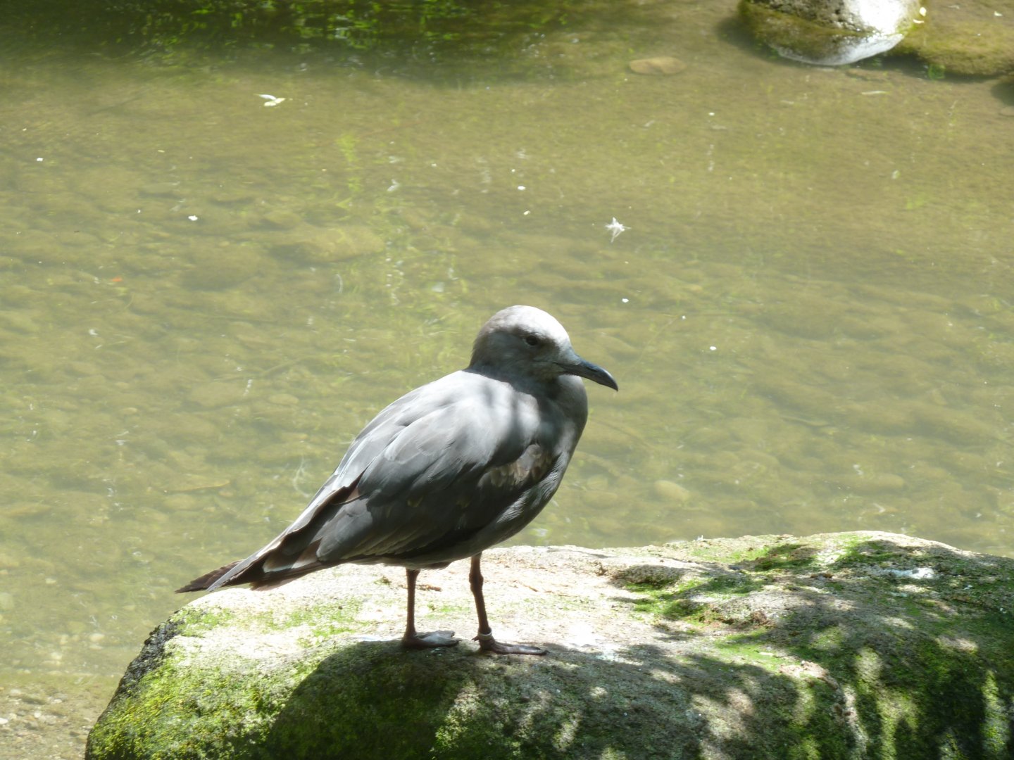 Large aviary - Grey gull - Leucophaeus modestus