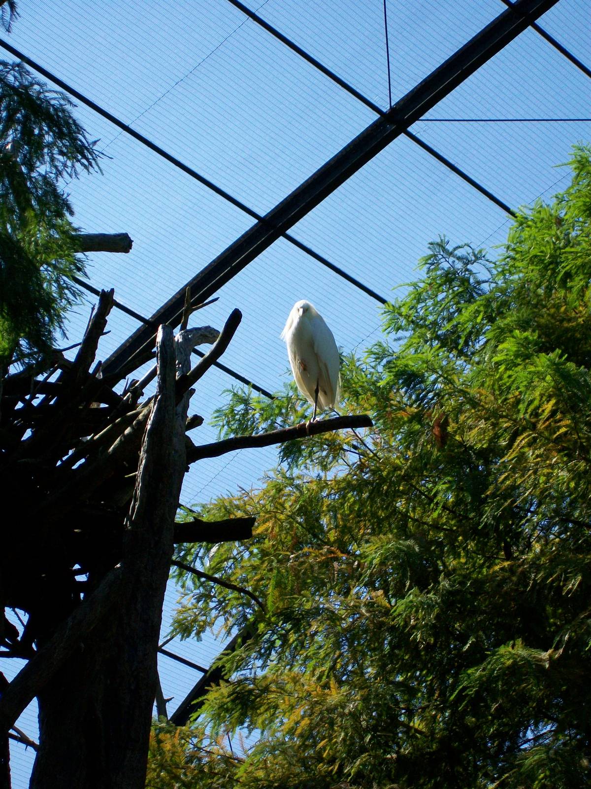 Large Aviary Oct 03, 2008