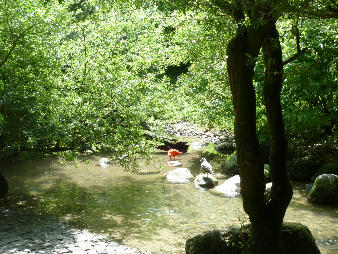 Large aviary - Scarlet ibis and Grey gull