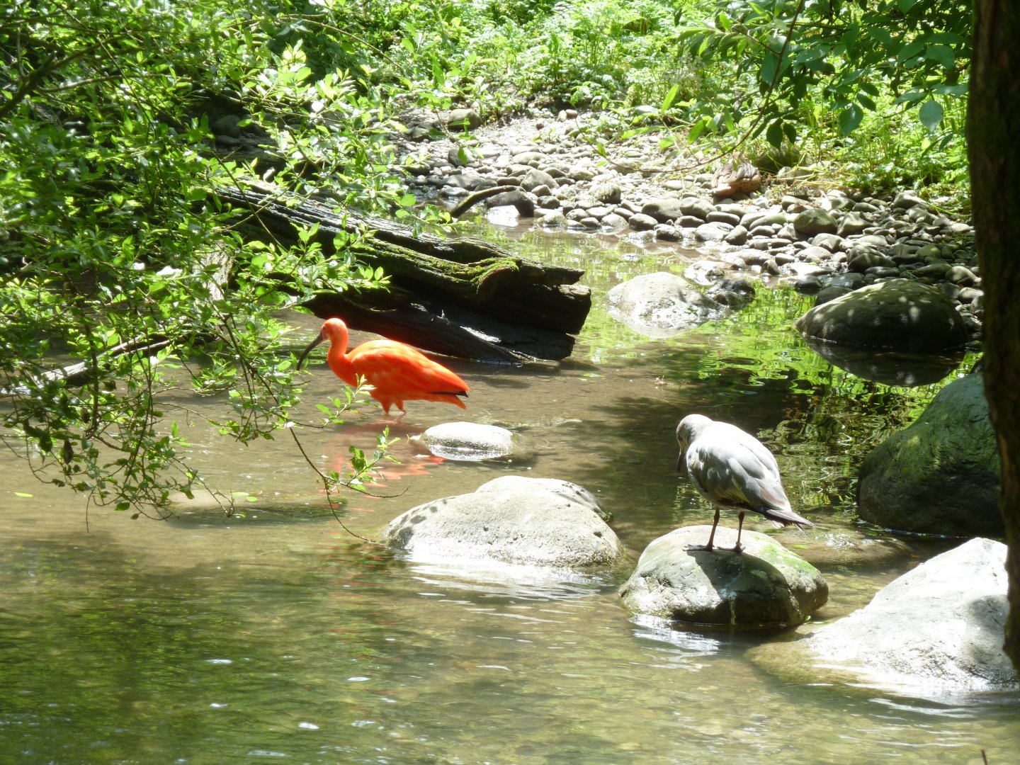 Large aviary - Scarlet ibis and Grey gull