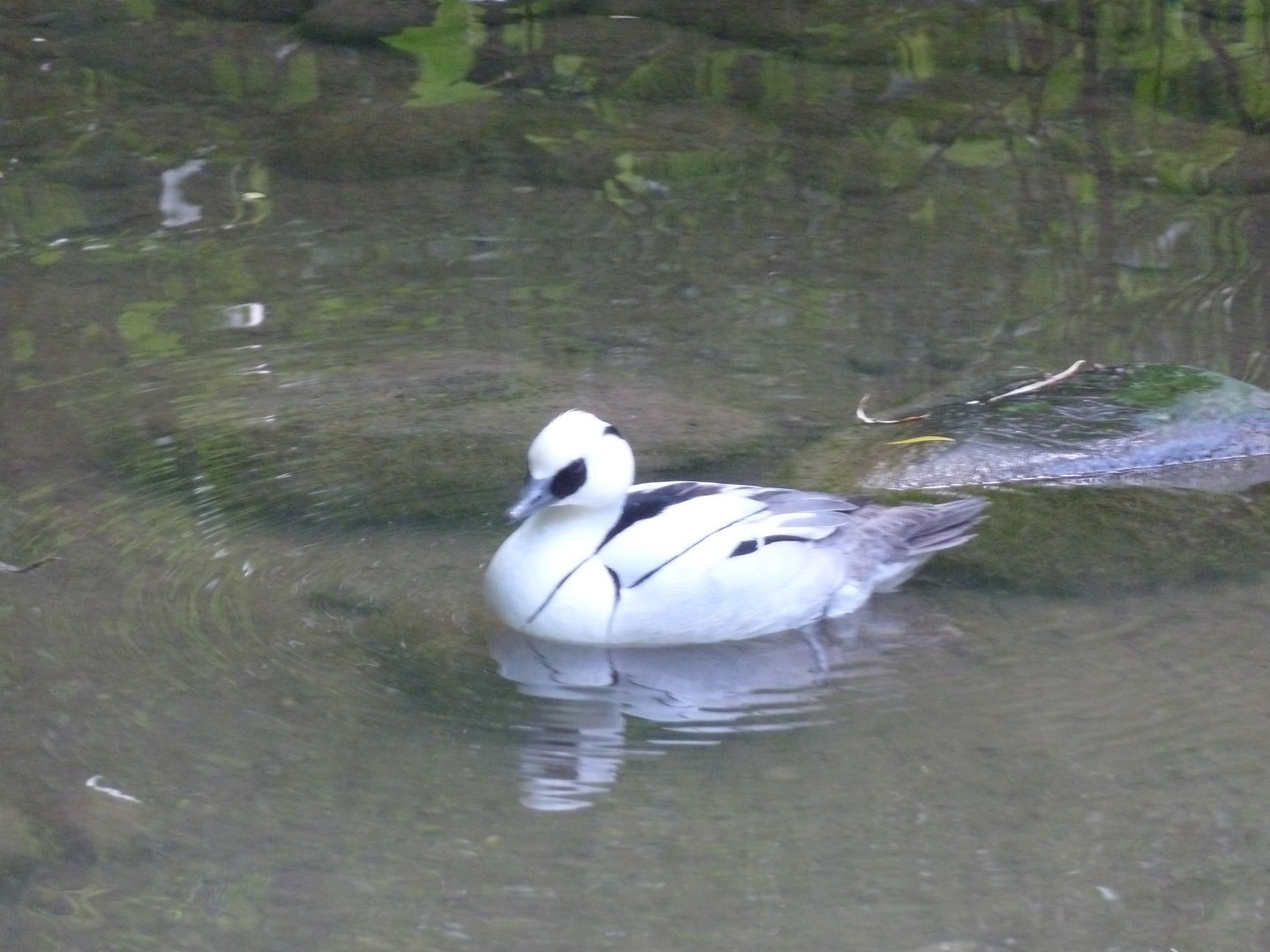Large aviary - Smew - Mergellus albellus