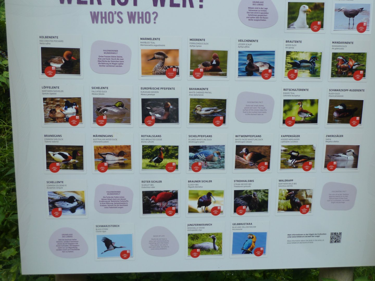 Large aviary - Species list