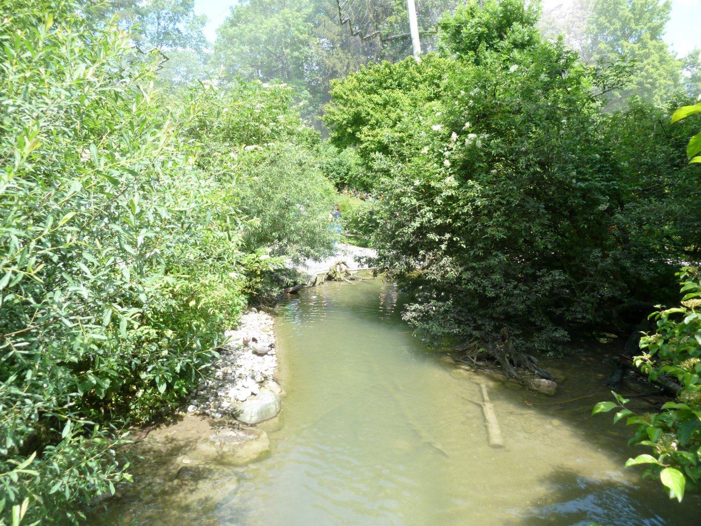 Large aviary - stream
