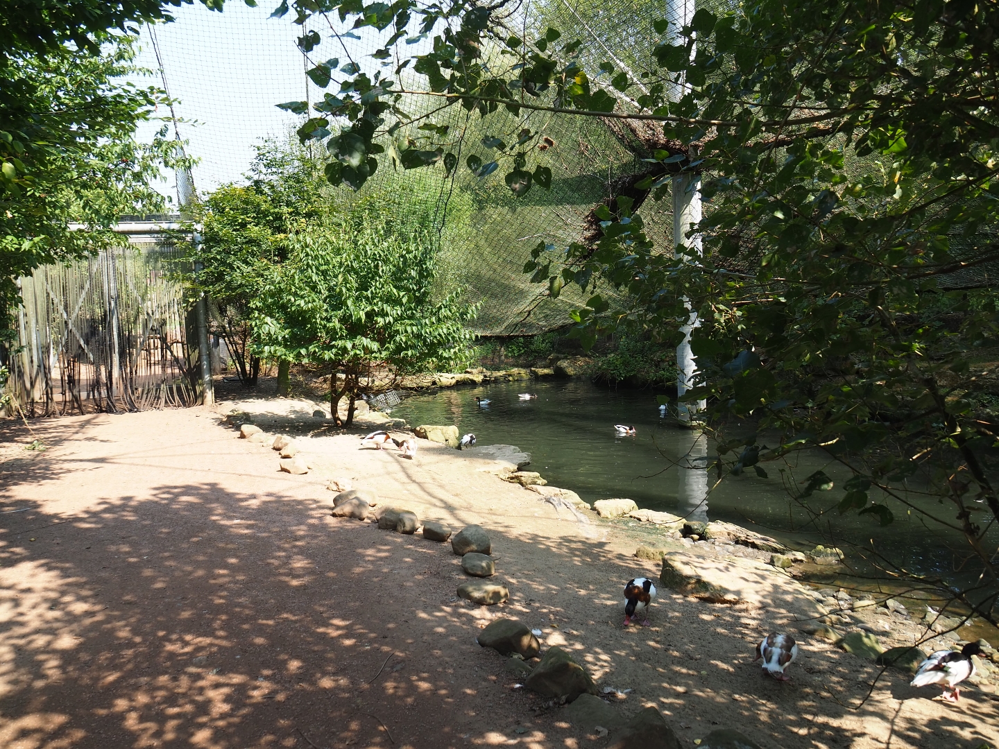Large aviary - visitor access and duck pool (Aug 28th, 2018)