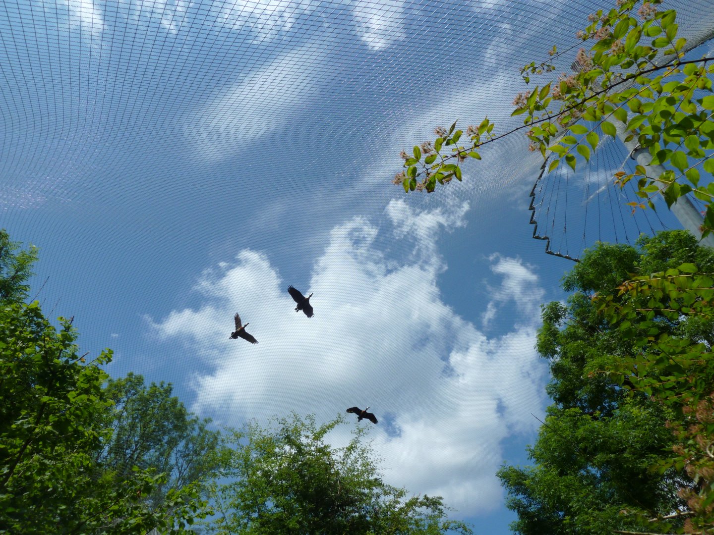 Large aviary - White-faced whistling duck