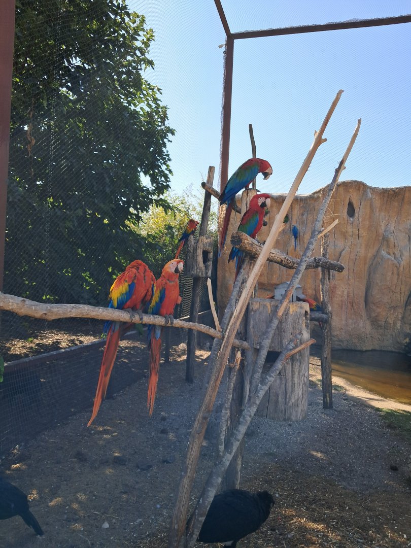 Large aviary with macaws