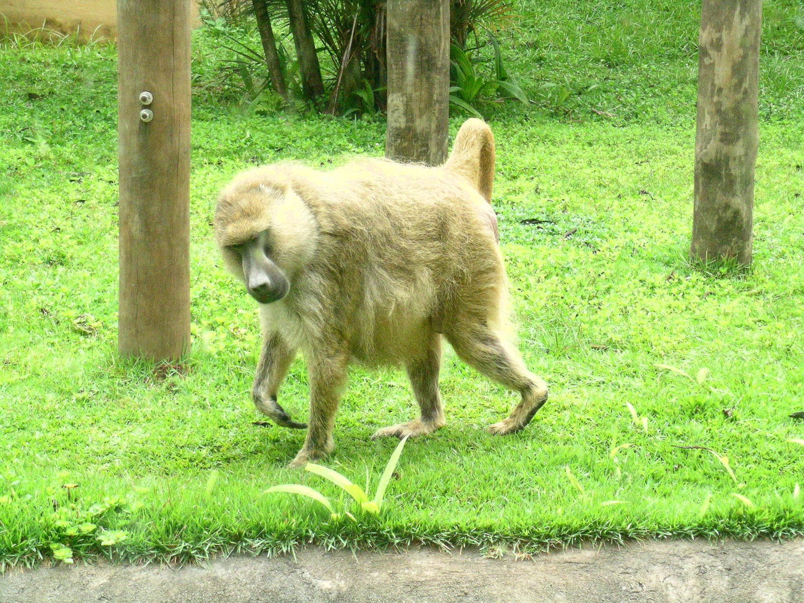 Large baboon