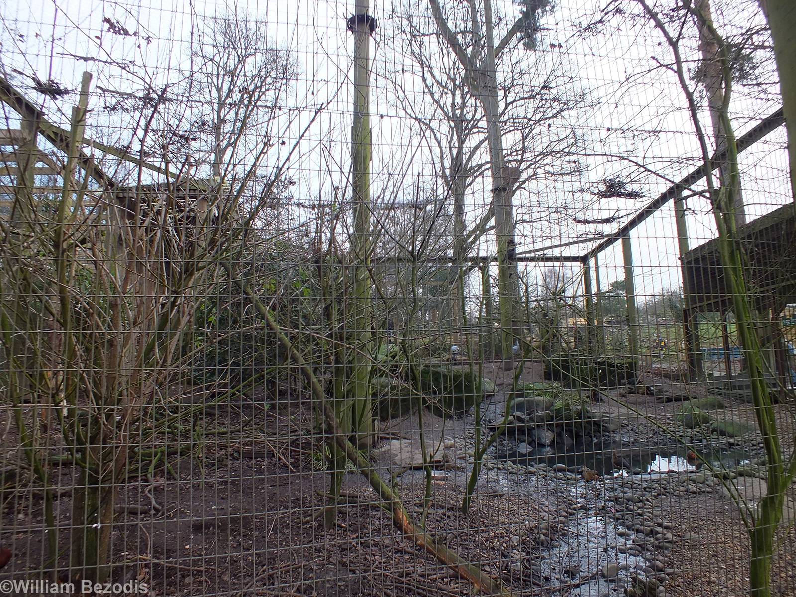 Large Bald Ibis (and other species) Aviary
