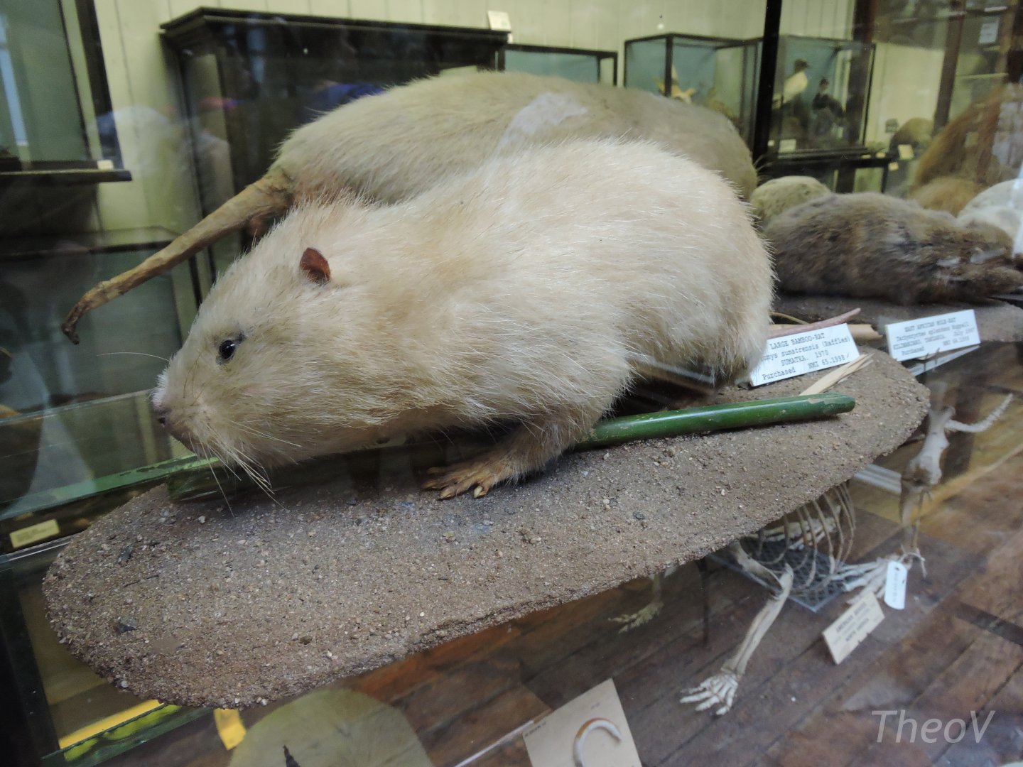 Large bamboo rat [2016]