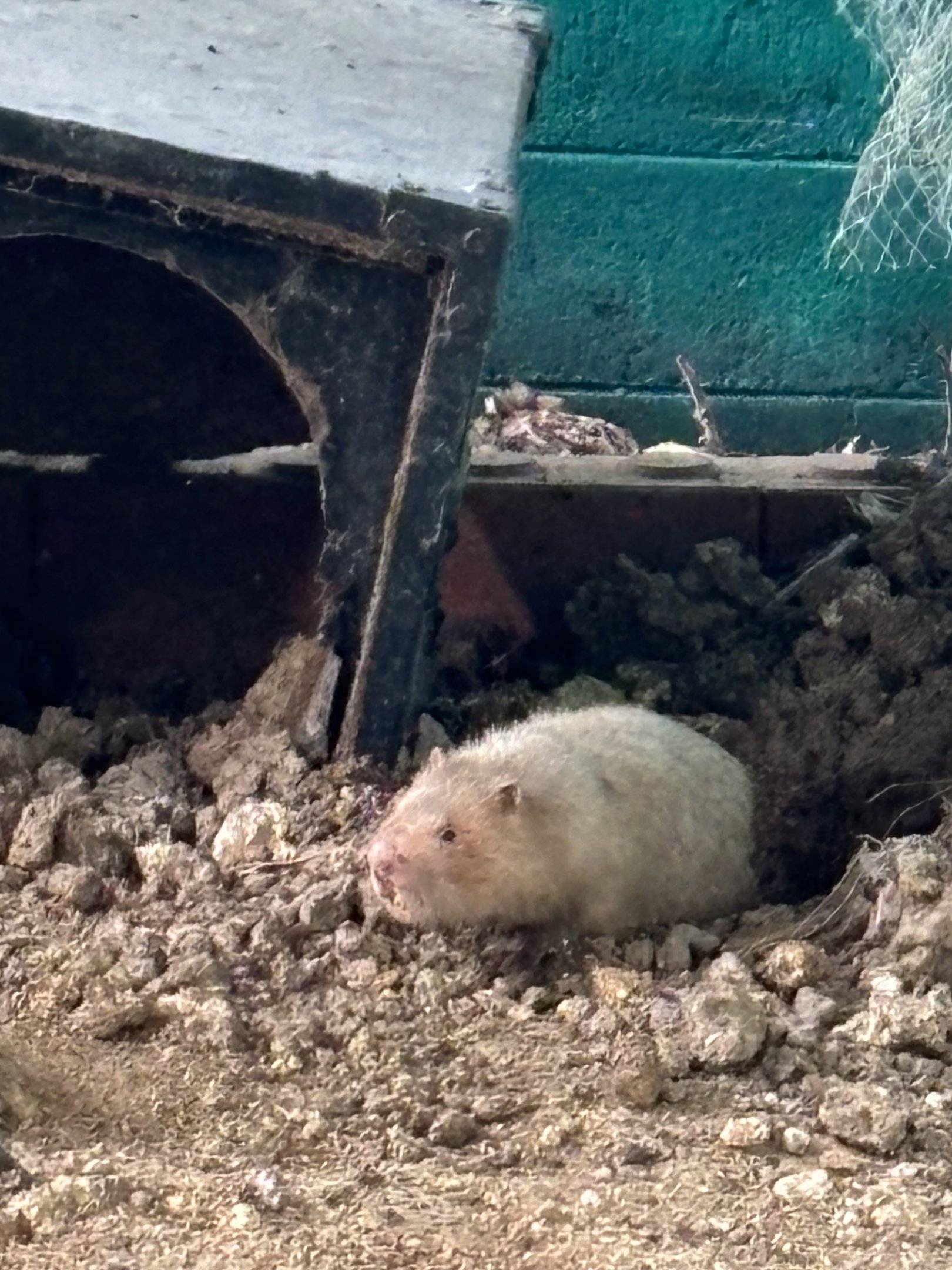 Large Bamboo Rat - Lopburi Zoo
