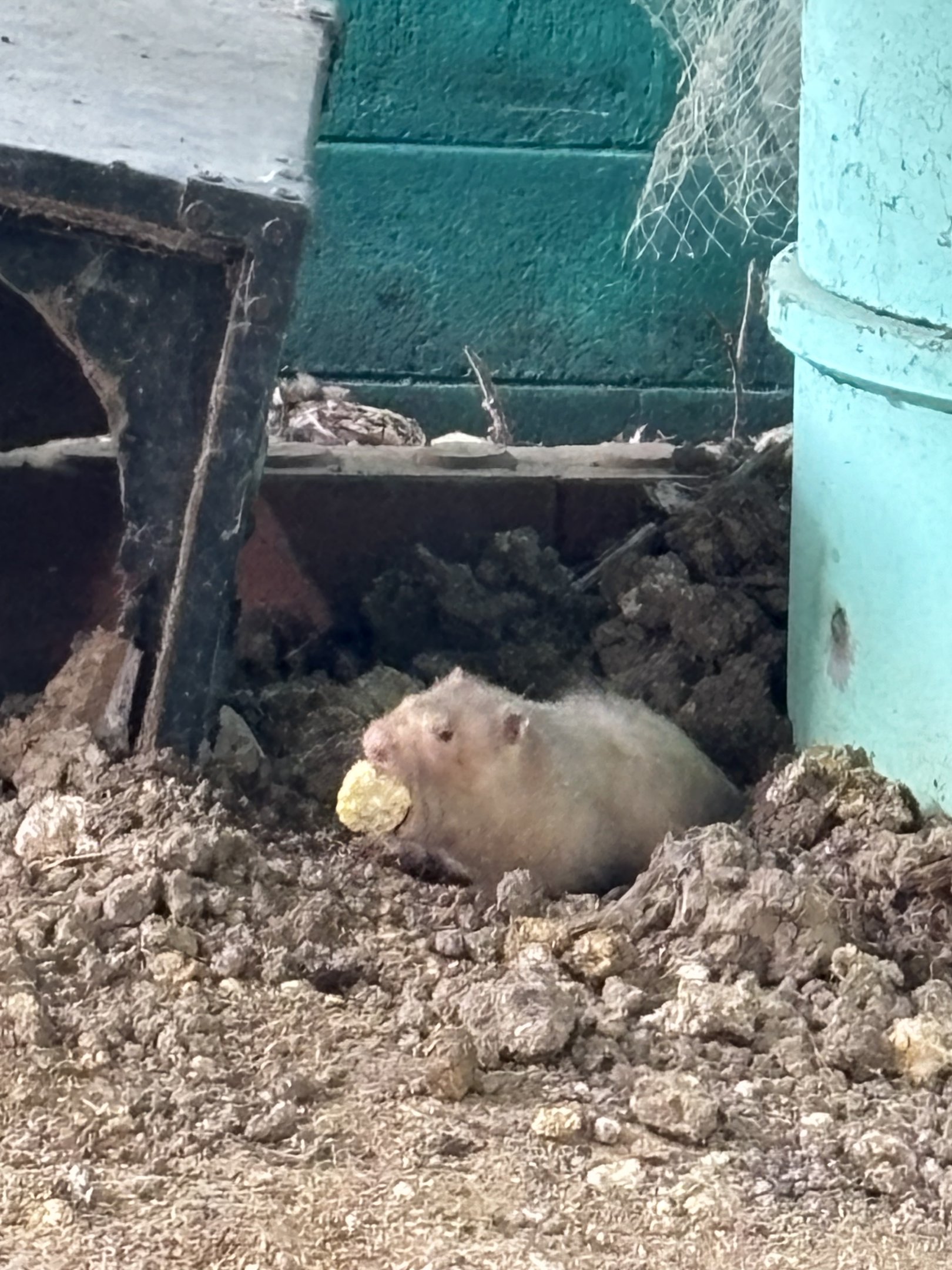 Large Bamboo Rat - Lopburi Zoo