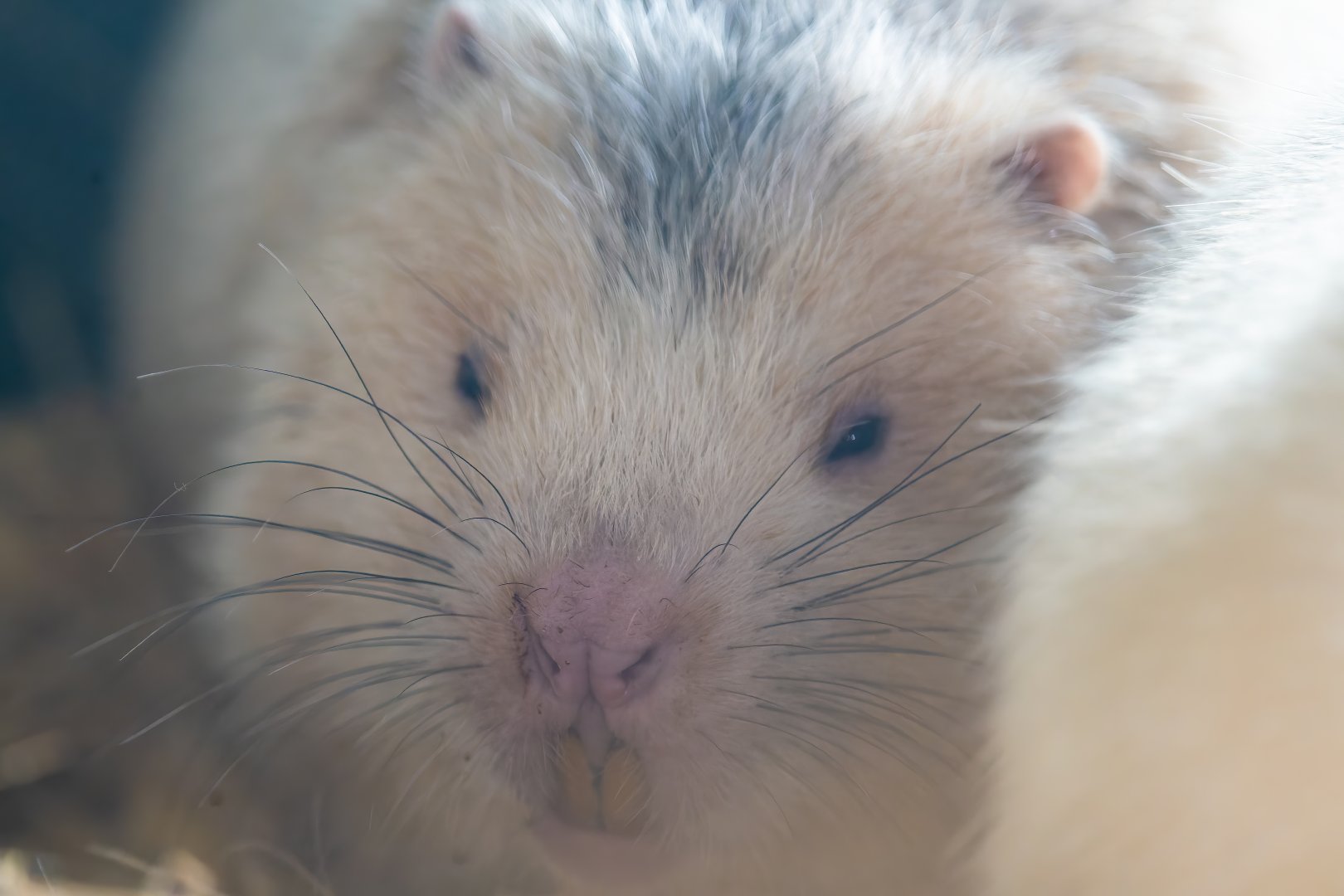 Large Bamboo Rat Rhizomys sumatrensis - Panda Palace - photo 2