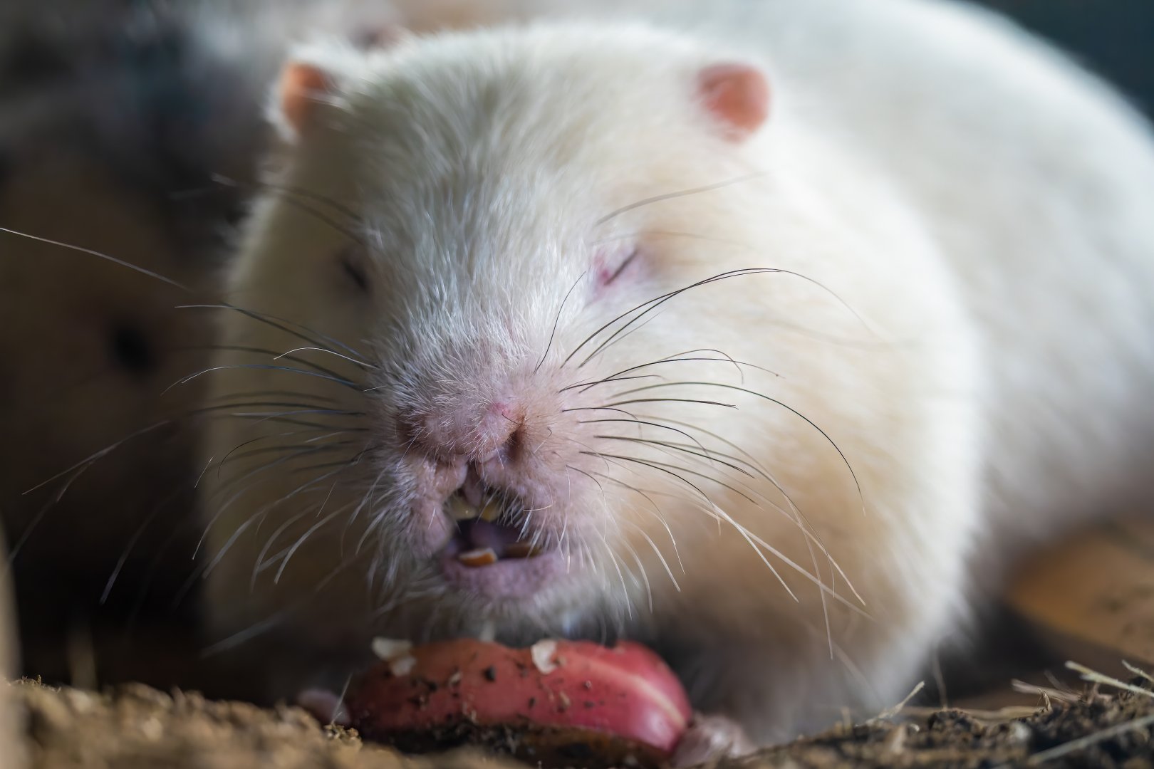 Large Bamboo Rat Rhizomys sumatrensis - Panda Palace