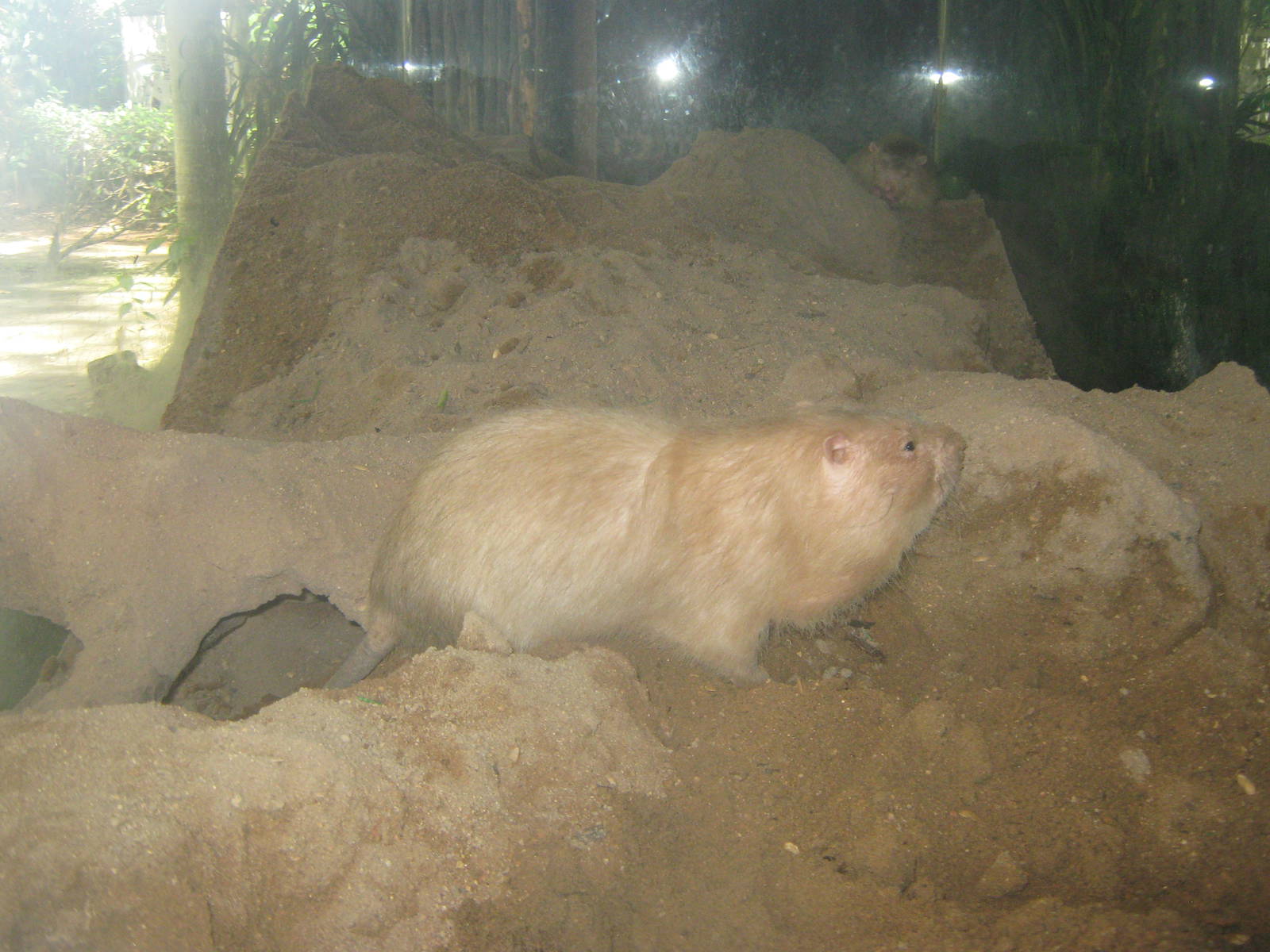 Large bamboo rat (Rhizomys sumatrensis)