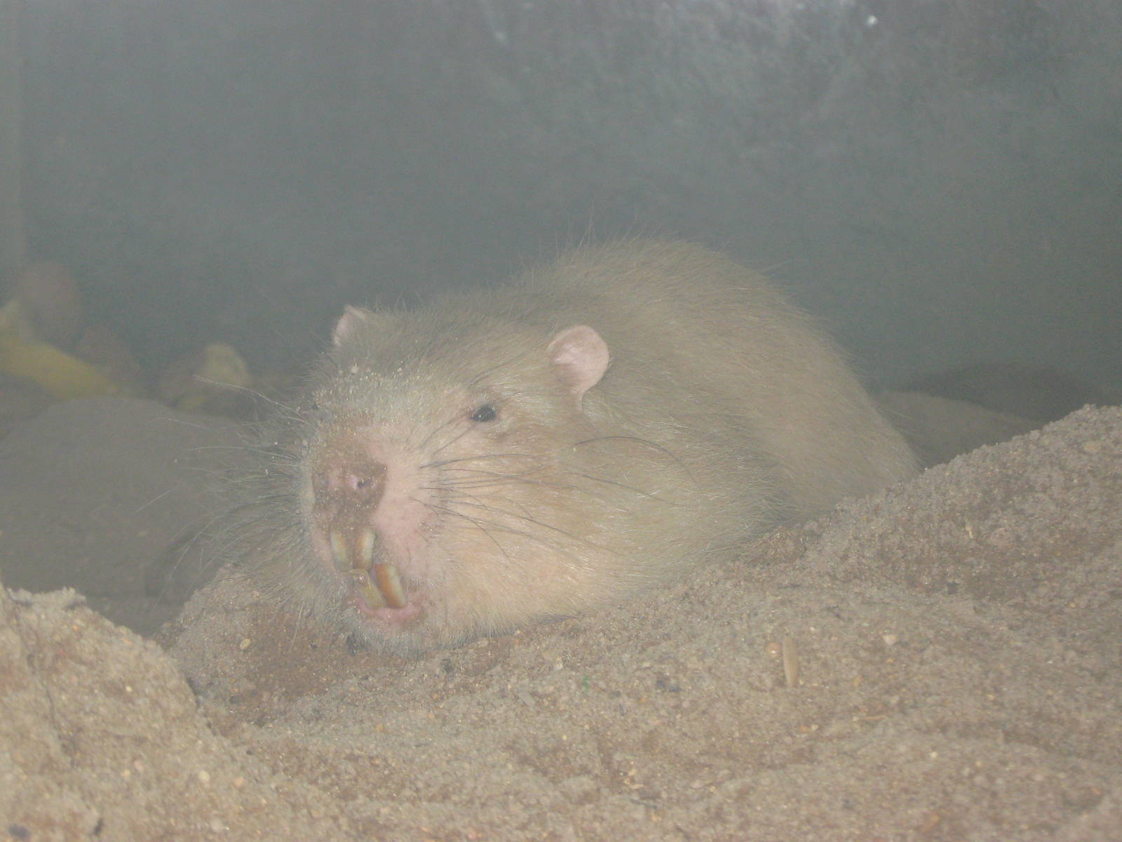 Large bamboo rat (Rhizomys sumatrensis)