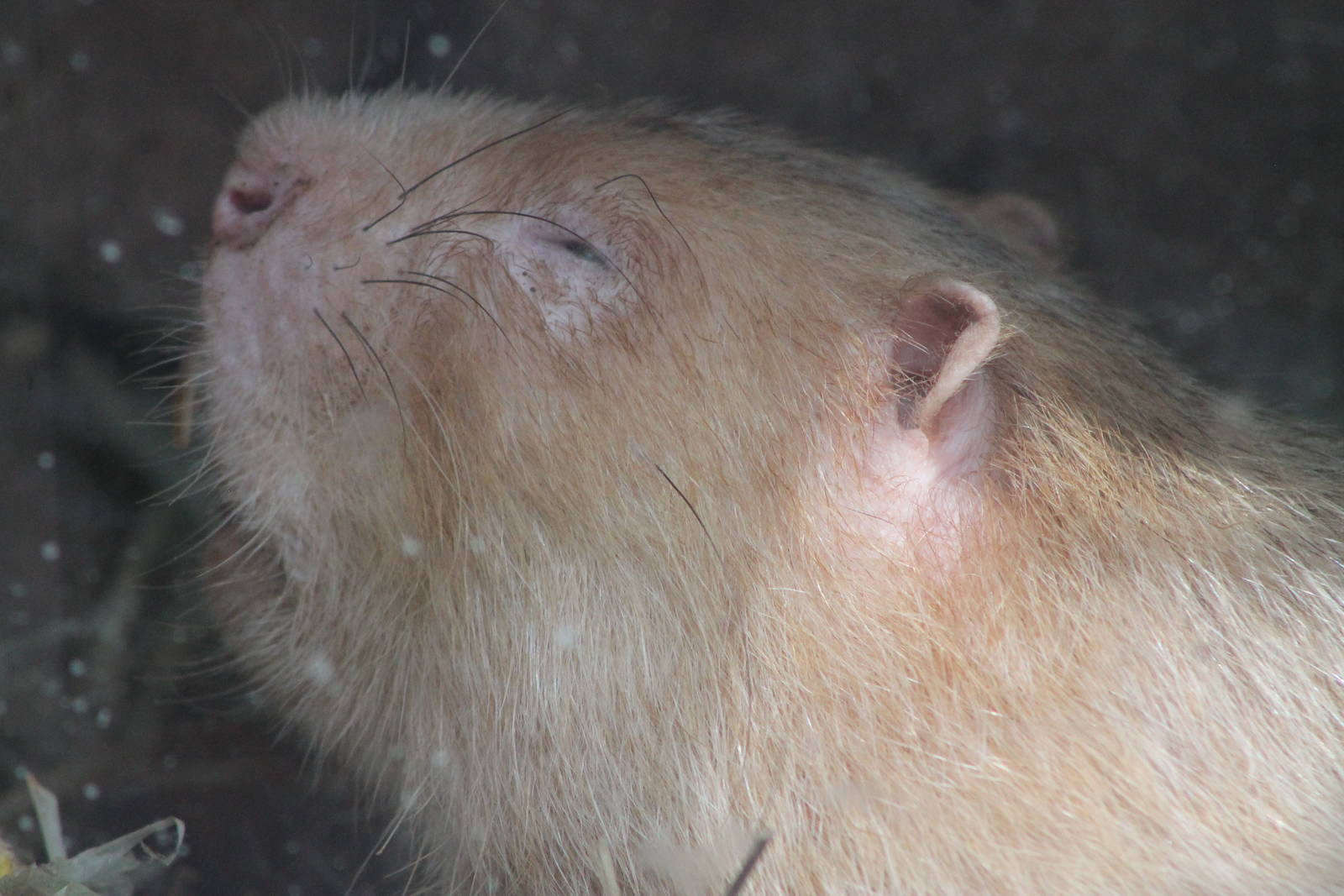 large bamboo rat (Rhizomys sumatrensis)