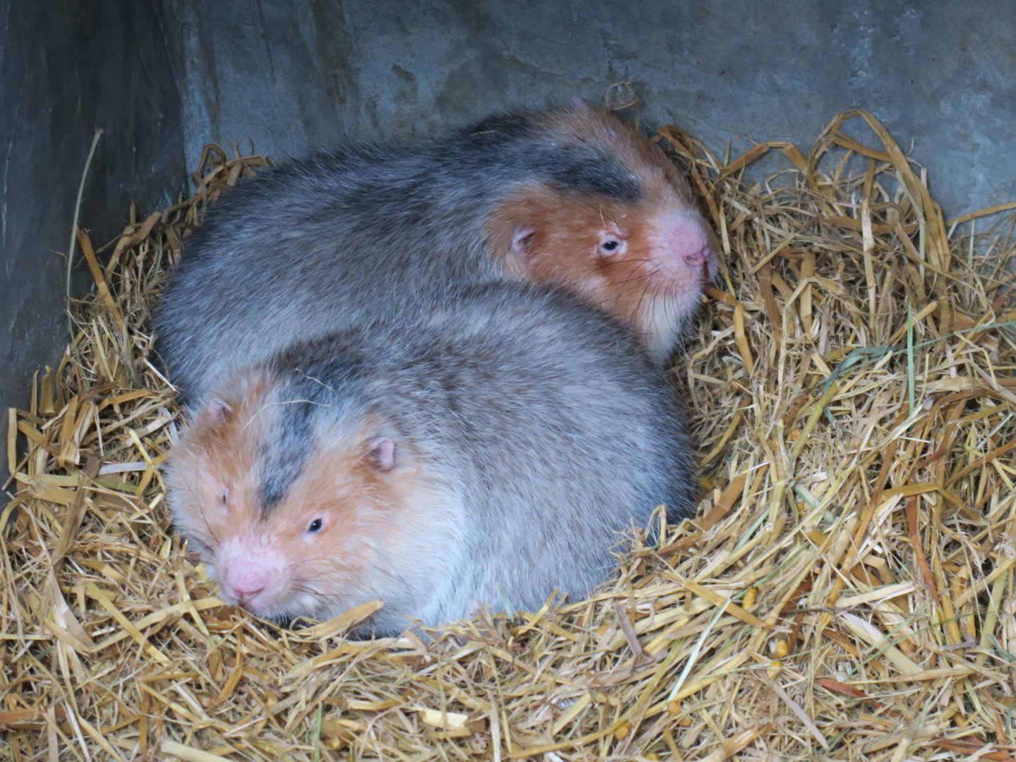 large bamboo rat (Rhizomys sumatrensis)