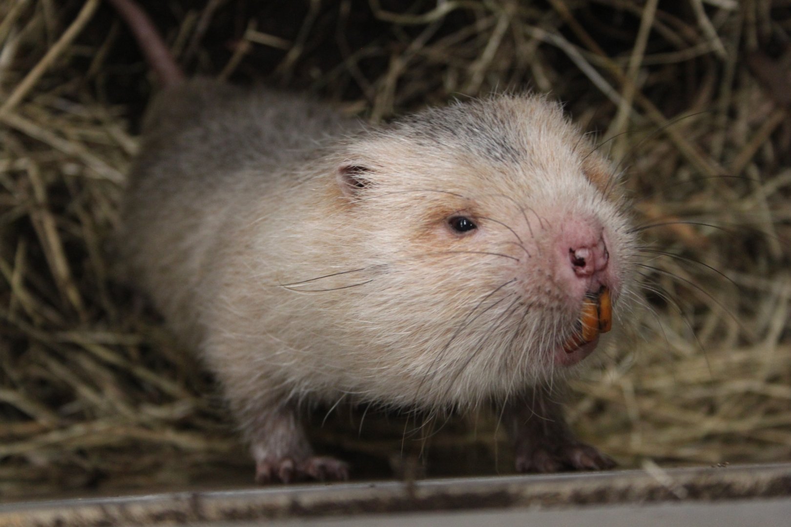 Large bamboo rat (Rhizomys sumatrensis)