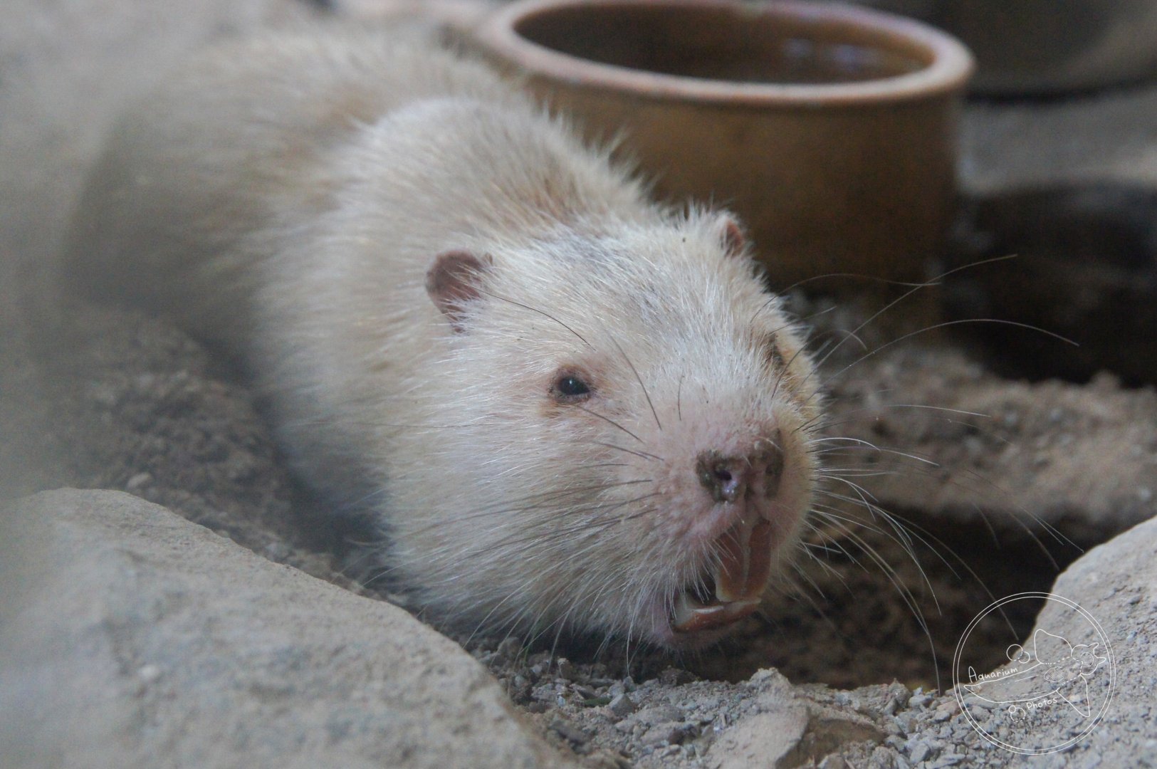 Large Bamboo Rat (Rhizomys sumatrensis)
