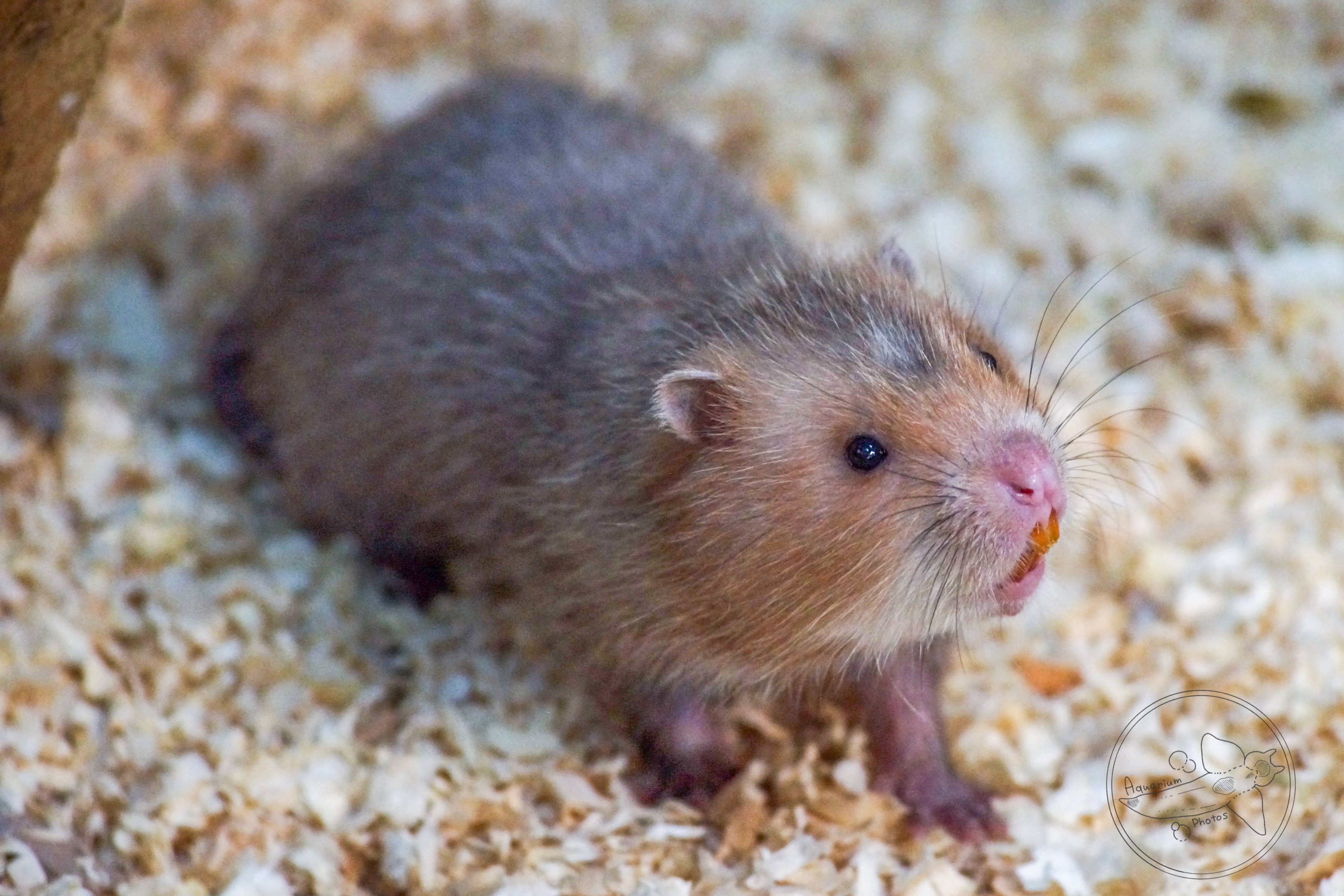 Large Bamboo Rat (Rhizomys sumatrensis)