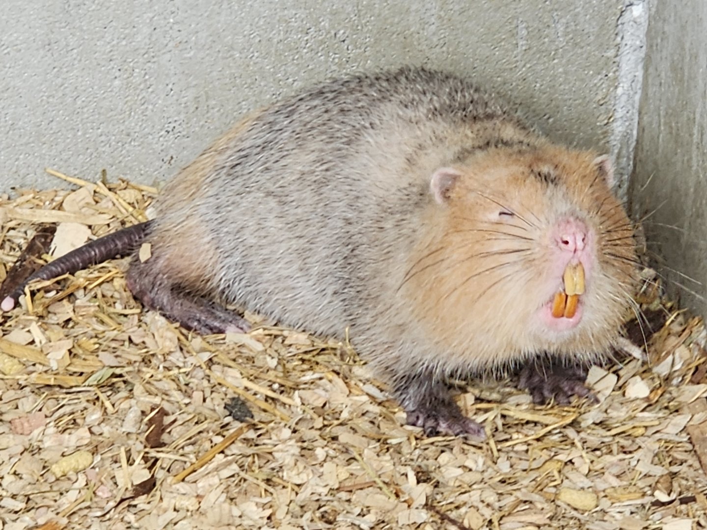 Large Bamboo Rat Rhizomys sumatrensis (?)