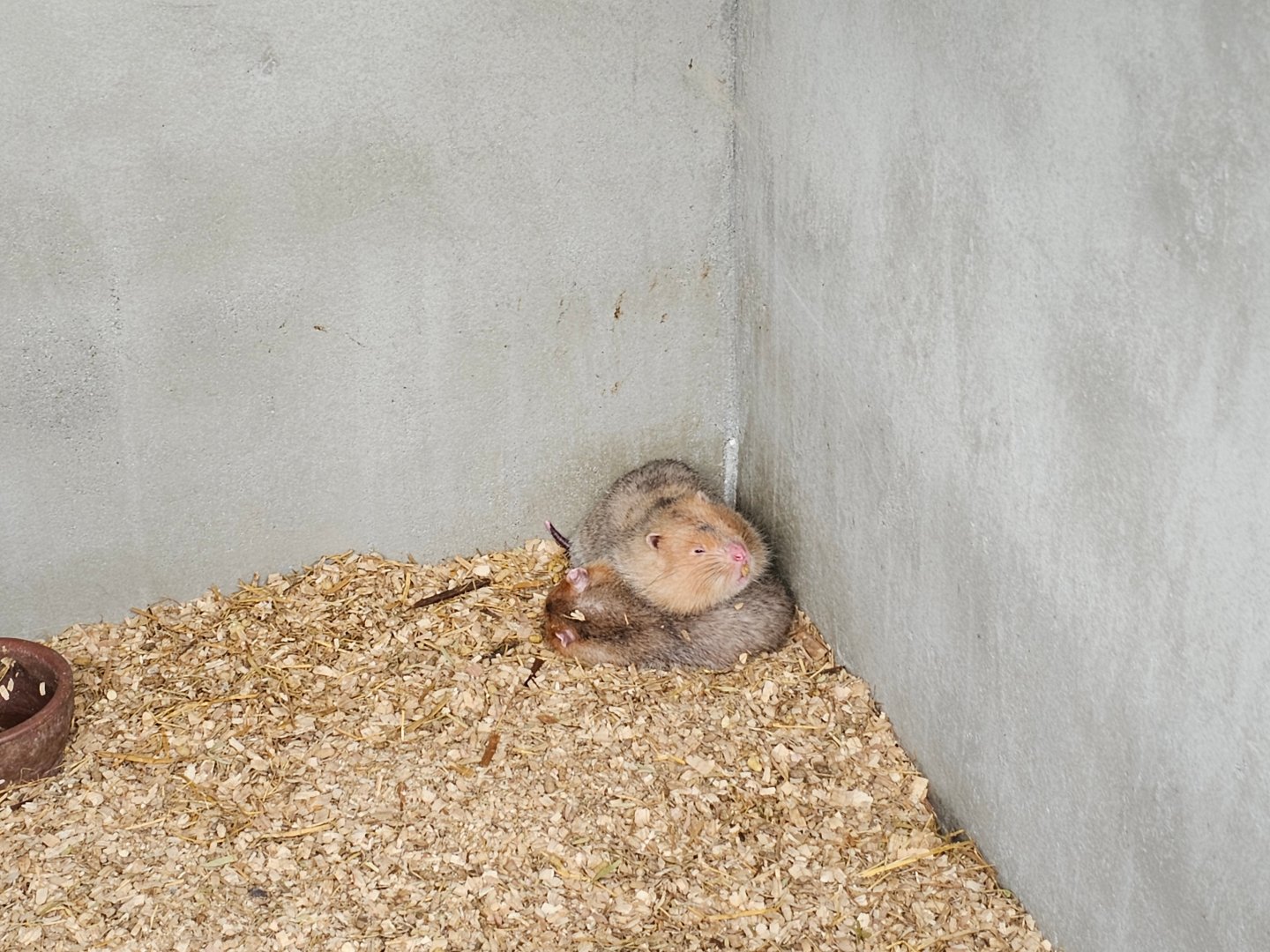 Large Bamboo Rat Rhizomys sumatrensis (?)