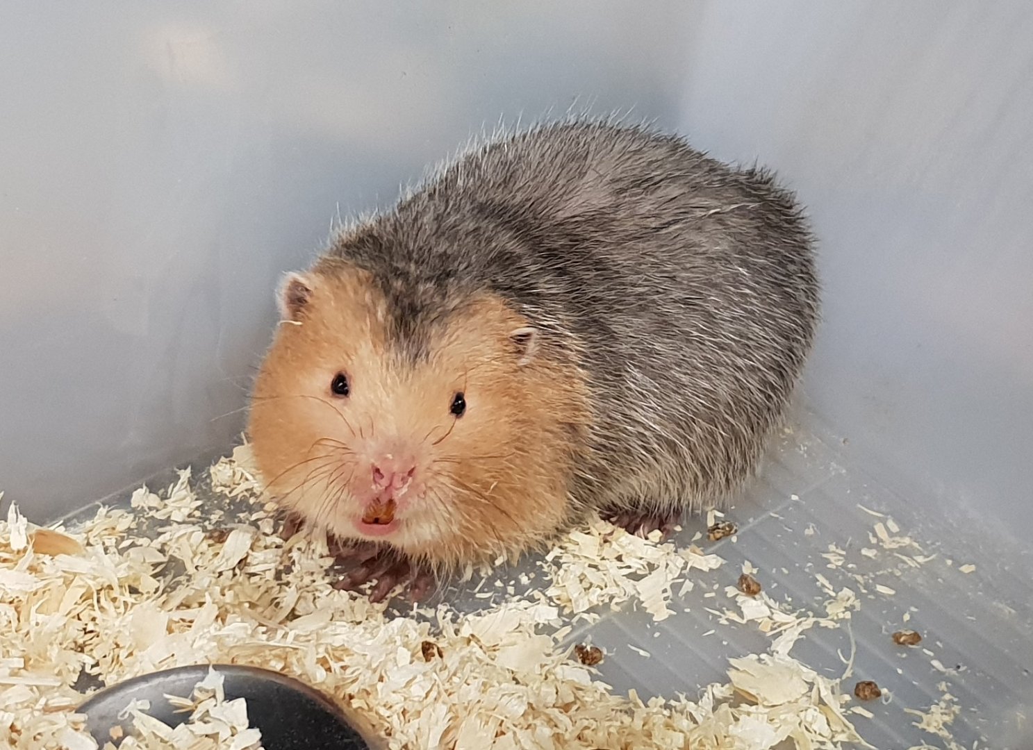 Large bamboo rat - Rhyzomys sumatrensis