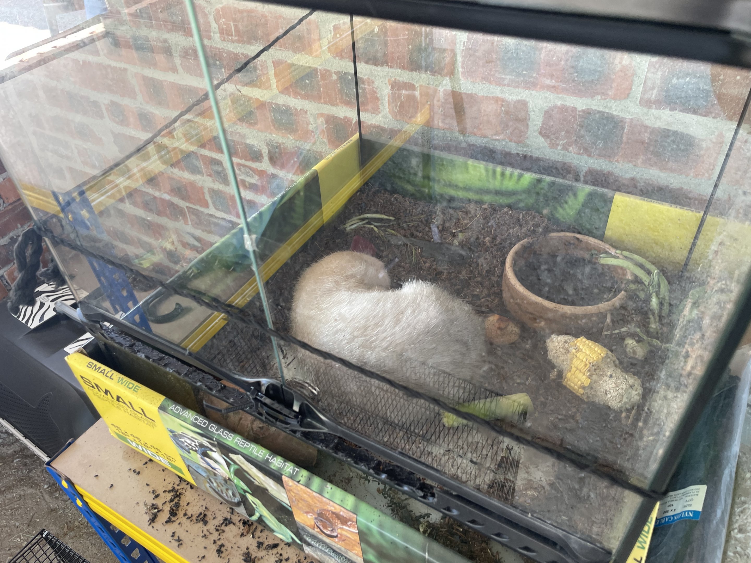 Large Bamboo Rat (Temporary Exhibit)