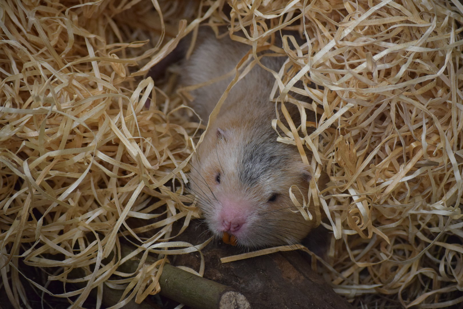 Large bamboo rat
