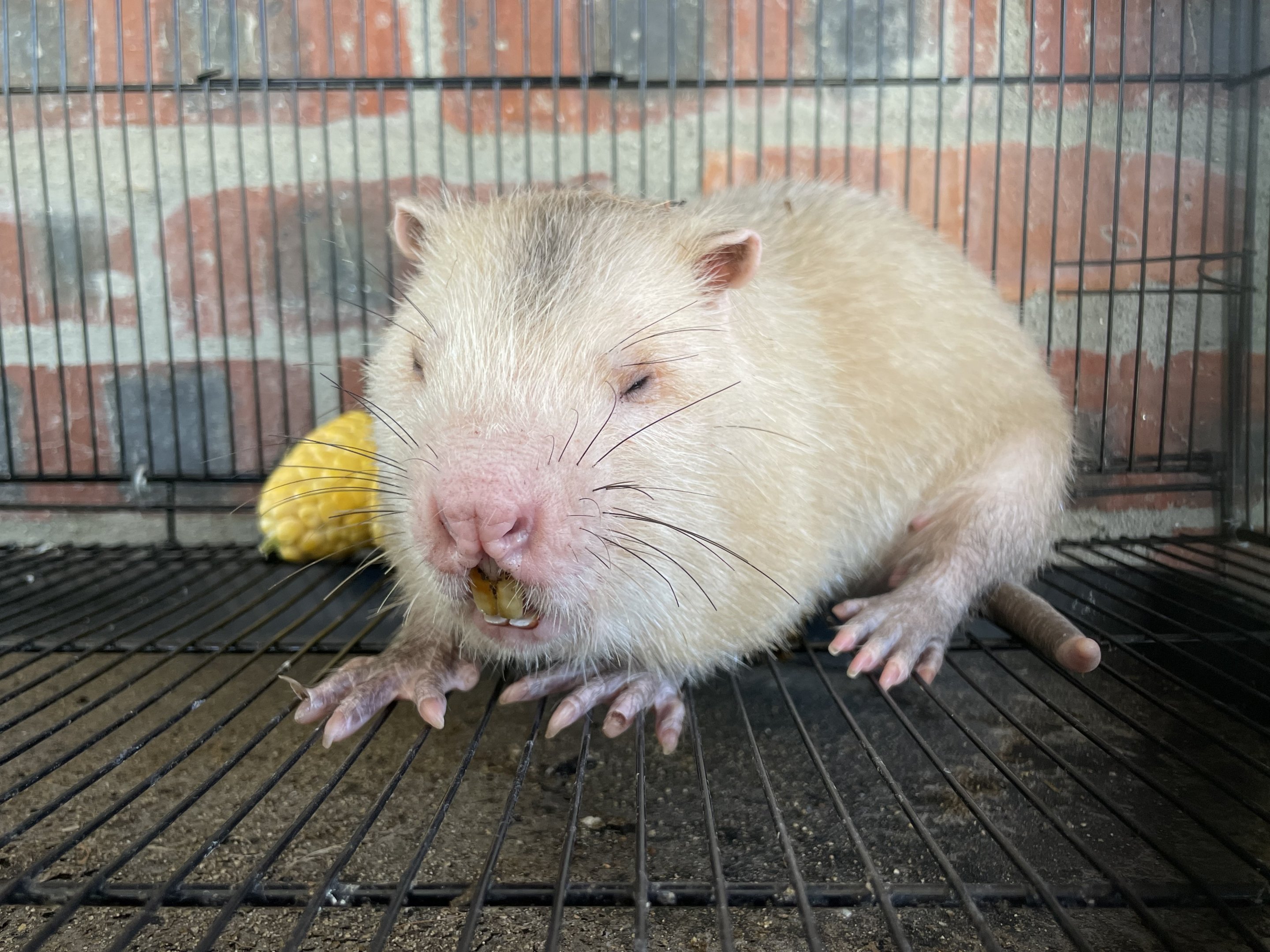 Large Bamboo Rat