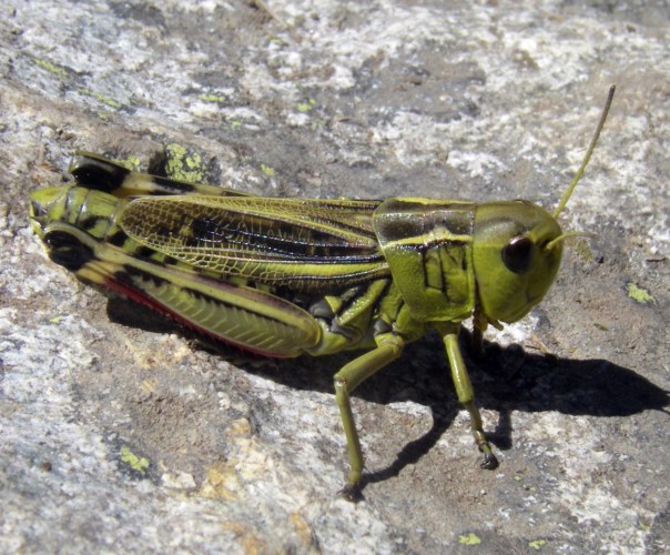 Large Banded Grasshopper (Arcyptera fusca)