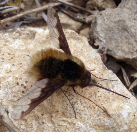 Large Bee-fly (Bombylius major)