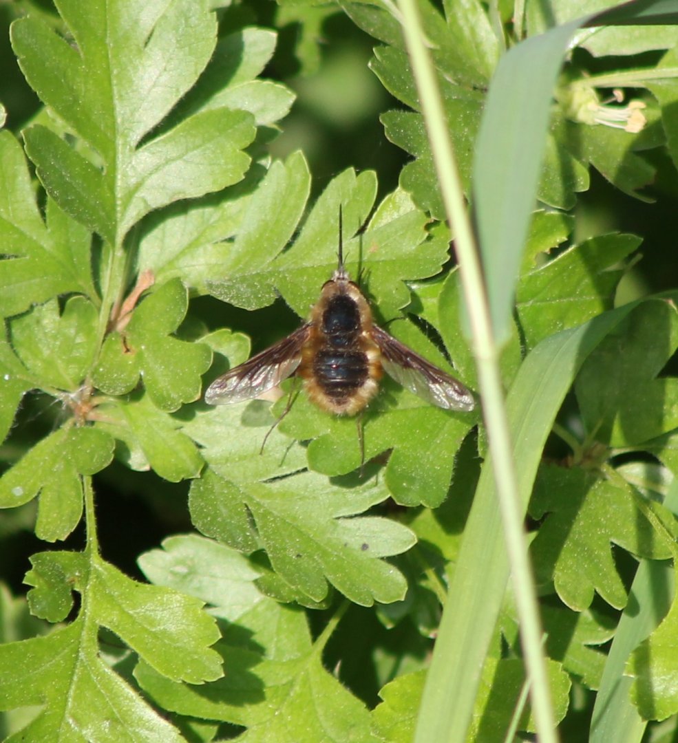 Large bee-fly - Bombylius major