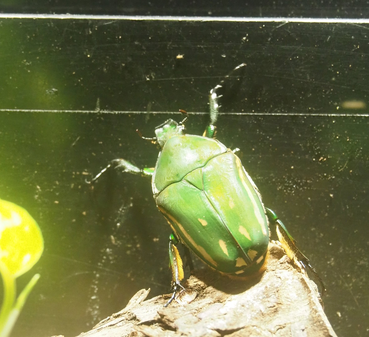 Large beetle species, Reptile house, Zoo Antwerpen, 2023-07-22