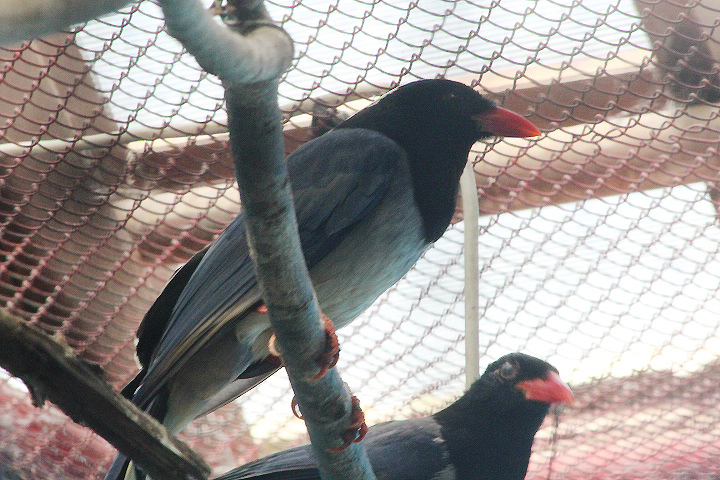 Large-billed blue magpie (Urocissa erythroryncha magnirostris)
