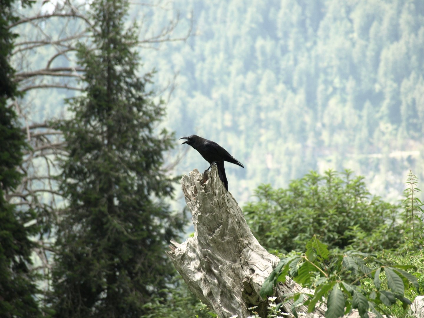 Large-billed crow - Ayubia NP 7/7/2018