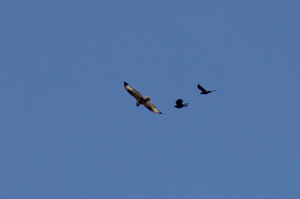Large-billed crow chasing common buzzard