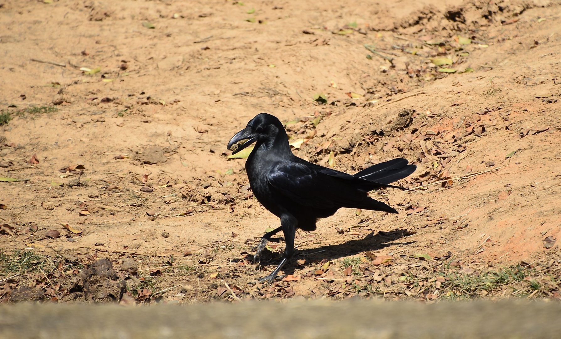 Large-Billed Crow (Corvus macrorhynchos colonorum) - wild