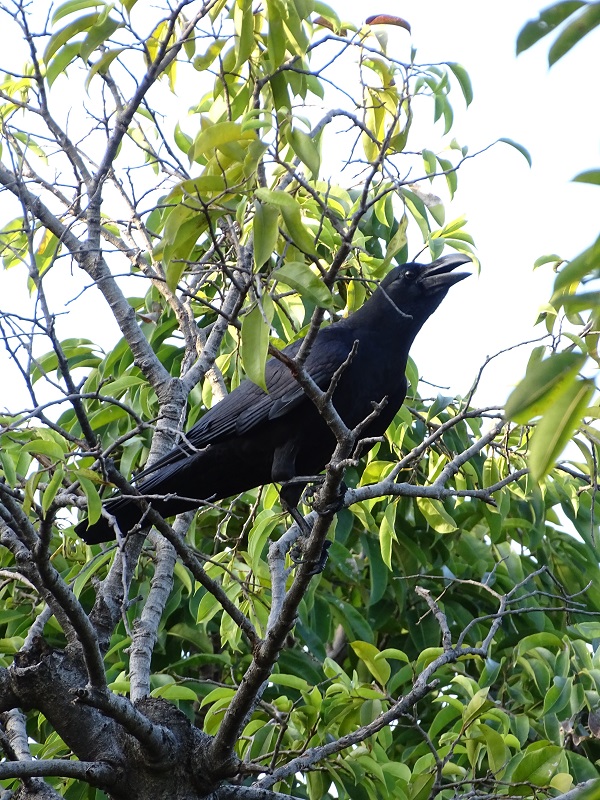 Large-billed crow (Corvus (macrorhynchos) levaillantii)