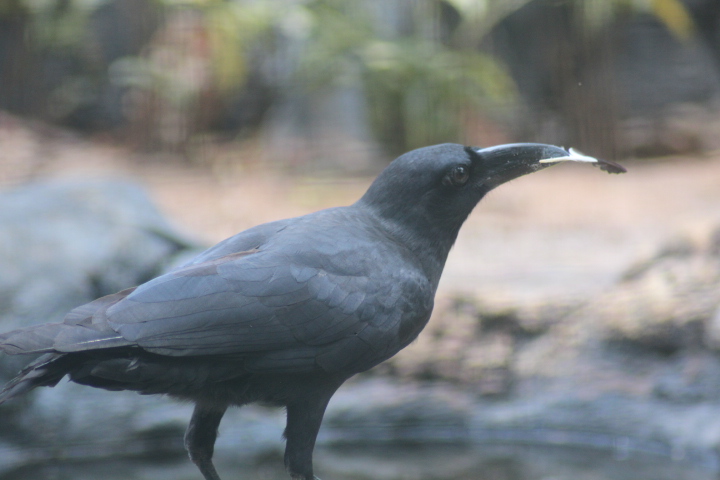 Large-billed crow (Corvus macrorhynchos macrorhynchos)